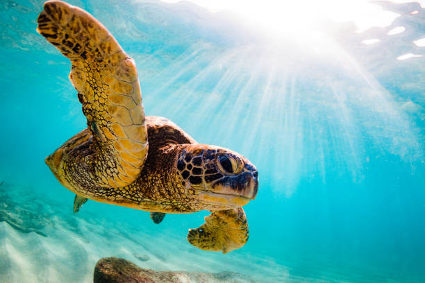 istock Beautiful Hawaiian Green Sea Turtle 687392376