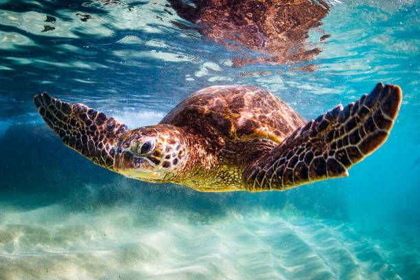 istock Beautiful Hawaiian Green Sea Turtle 687392382