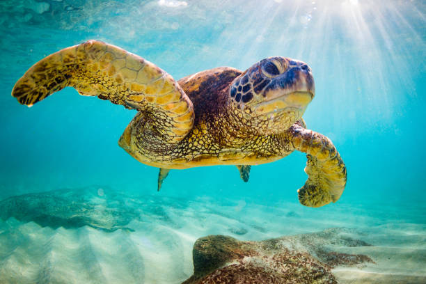 istock Beautiful Hawaiian Green Sea Turtle 687392408