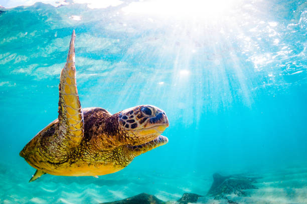 istock Beautiful Hawaiian Green Sea Turtle 687394580