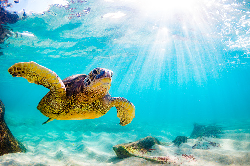 Hawaiian Green Sea Turtle Basking in the warm waters of the Pacific Ocean