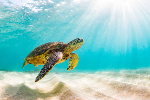 wunderschöne hawaiianische grüne meeresschildkröte - oahu water sand beach stock-fotos und bilder