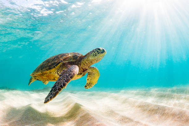 Beautiful Hawaiian Green Sea Turtle Hawaiian Green Sea Turtle Basking in the warm waters of the Pacific Ocean scuba diving photos stock pictures, royalty-free photos & images