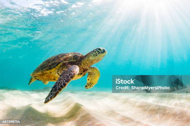 Beautiful Hawaiian Green Sea Turtle Stock Photo - Download Image Now - Sea Turtle, Turtle, Hawaii Islands
