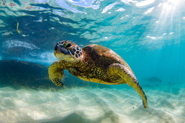 istock Beautiful Hawaiian Green Sea Turtle 687398878