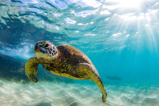 istock Beautiful Hawaiian Green Sea Turtle 687398970