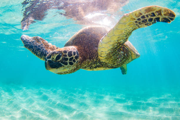 istock Beautiful Hawaiian Green Sea Turtle 687399000