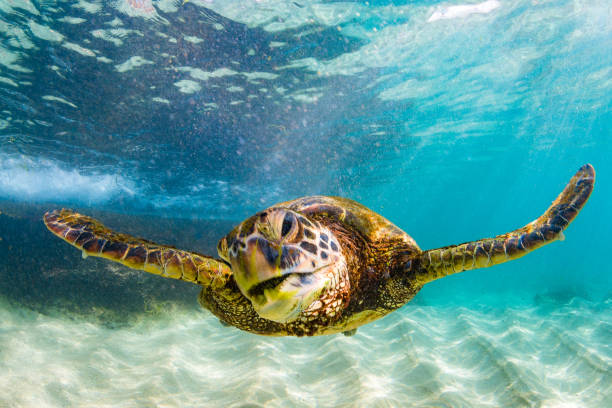 istock Beautiful Hawaiian Green Sea Turtle 687399004