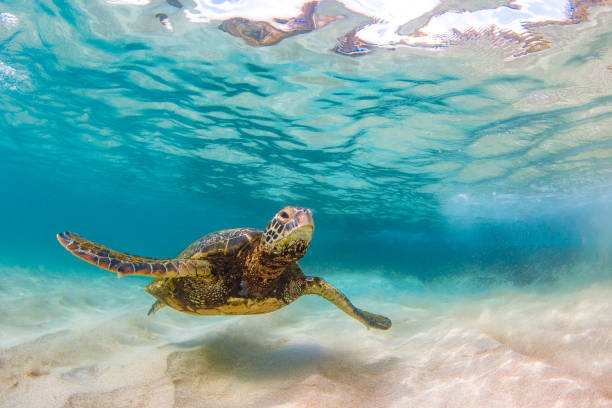 istock Beautiful Hawaiian Green Sea Turtle 687399138