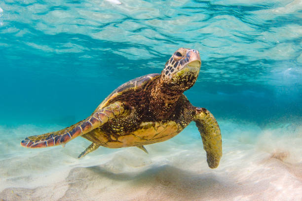 istock Beautiful Hawaiian Green Sea Turtle 687399232