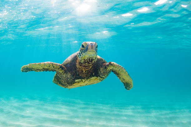 istock Beautiful Hawaiian Green Sea Turtle 687399306