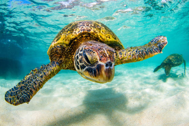 istock Beautiful Hawaiian Green Sea Turtle 687399334
