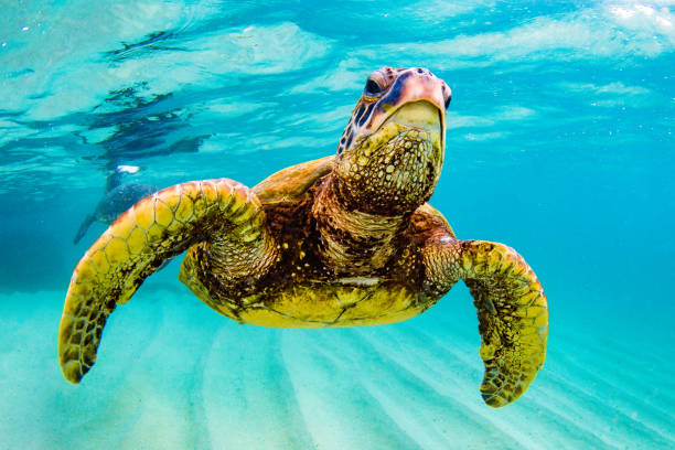 istock Beautiful Hawaiian Green Sea Turtle 687399406