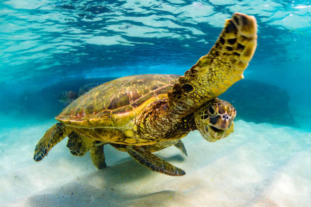 istock Beautiful Hawaiian Green Sea Turtle 687399428