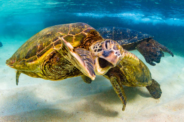 istock Beautiful Hawaiian Green Sea Turtle 687399512