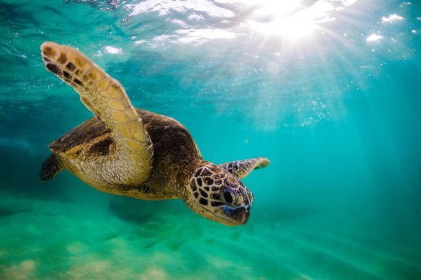 istock Beautiful Hawaiian Green Sea Turtle 687401890