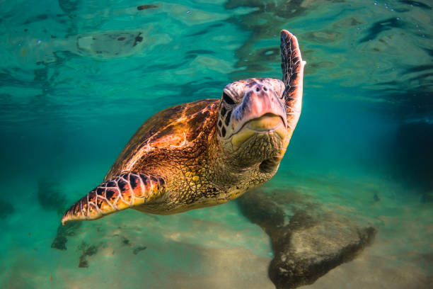 istock Beautiful Hawaiian Green Sea Turtle 687401948