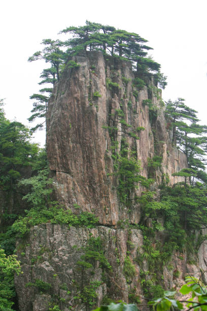 Huangshan mountain range, Anhui province, China Huangshan is a mountain range in southern Anhui province in eastern China. The area is well known for its scenery, sunsets, peculiarly-shaped granite peaks, its endemic Huangshan pine trees (Pinus hwangshanensis), hot springs, and views of the clouds from above. Huangshan is one of China's major tourist destinations, a UNESCO World Heritage Site and frequent subject of traditional Chinese paintings and literature. pinus hwangshanensis stock pictures, royalty-free photos & images