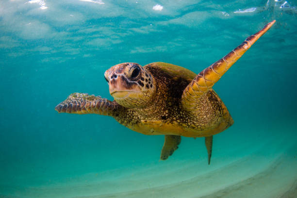 istock Beautiful Hawaiian Green Sea Turtle 687402072