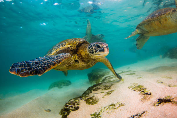 istock Beautiful Hawaiian Green Sea Turtle 687402130