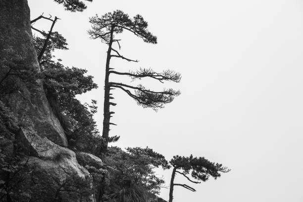 Huangshan mountain range, Anhui province, China Huangshan is a mountain range in southern Anhui province in eastern China. The area is well known for its scenery, sunsets, peculiarly-shaped granite peaks, its endemic Huangshan pine trees (Pinus hwangshanensis), hot springs, and views of the clouds from above. Huangshan is one of China's major tourist destinations, a UNESCO World Heritage Site and frequent subject of traditional Chinese paintings and literature. pinus hwangshanensis stock pictures, royalty-free photos & images
