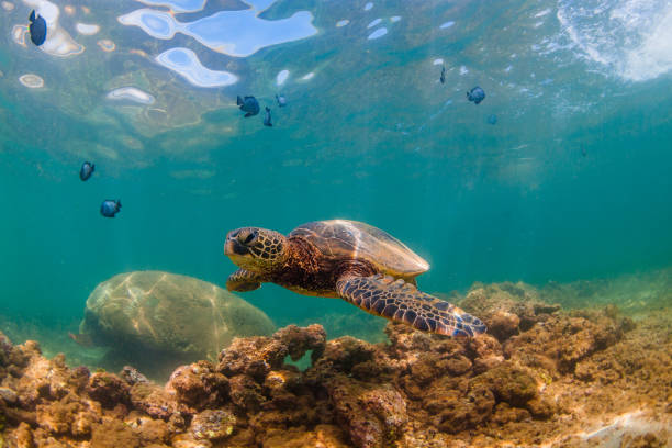 istock Beautiful Hawaiian Green Sea Turtle 687402250