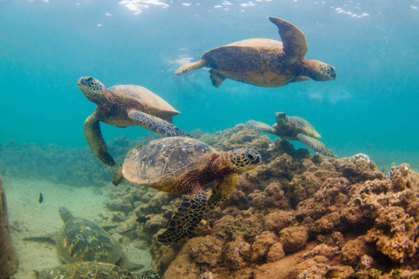 istock Beautiful Hawaiian Green Sea Turtle 687402330