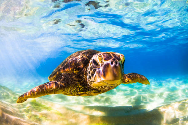 istock Beautiful Hawaiian Green Sea Turtle 687402422