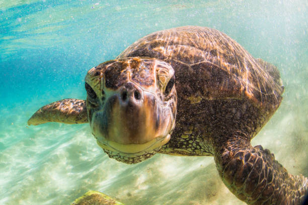 istock Beautiful Hawaiian Green Sea Turtle 687402426