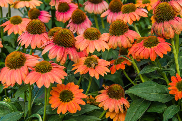 istock Colorful echinacea flowers in bloom 687403028