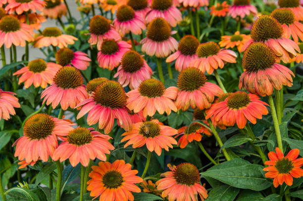 istock Colorful echinacea flowers in bloom 687403154