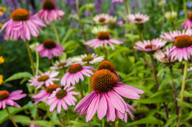 istock Colorful echinacea flowers in bloom 687403236