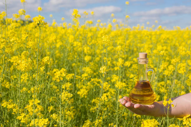 istock rapeseed oil (canola) on hand  in rape field 687405834