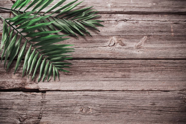 istock exotic leaves on old wooden background 687405838