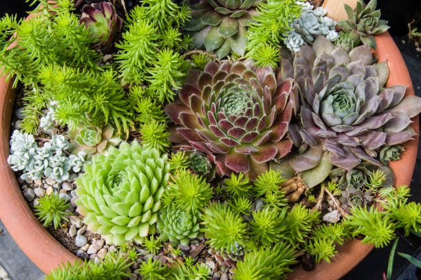 istock Container growing sedum plants with colorful leaves 687409672