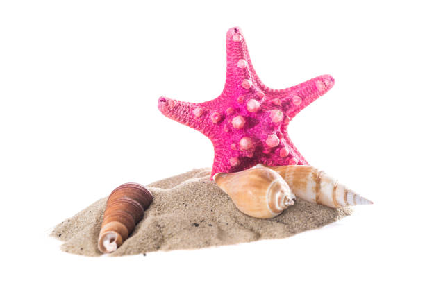 istock Sand with starfish isolated on white background, close up 687409998