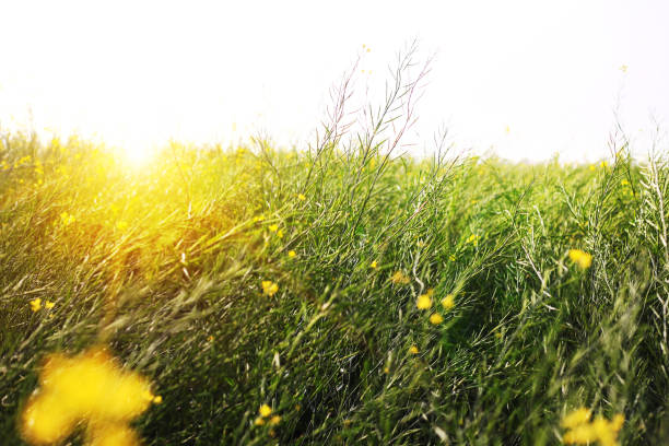 amanecer y cultivo de mostaza - mustard plant mustard field clear sky sky fotografías e imágenes de stock