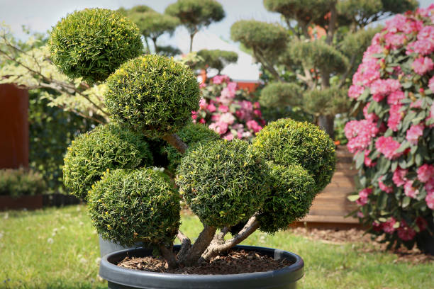 istock Bonsai pine in garden. 687418386