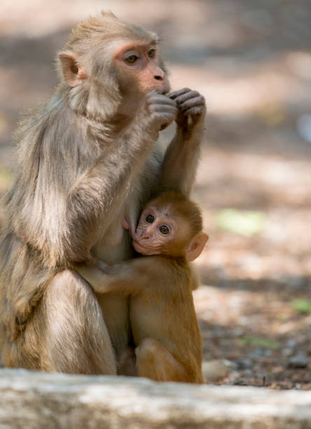 istock Rhesus Macaque with baby 687418476