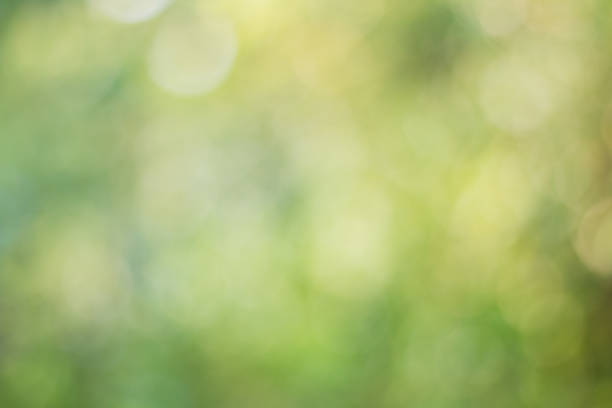 istock Blurred image of soft green bokeh 687418780