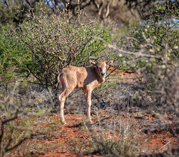 istock Baby Gemsbok Antelope 687422128