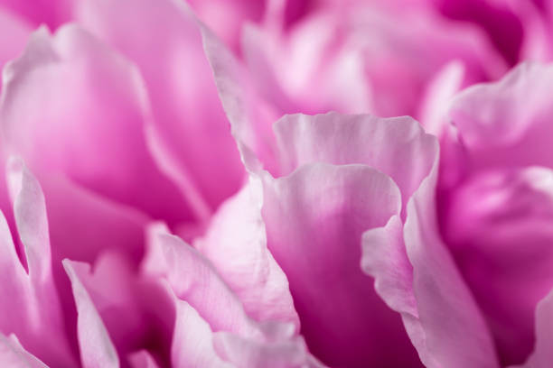 istock Smooth pink peony petals close up 687426190
