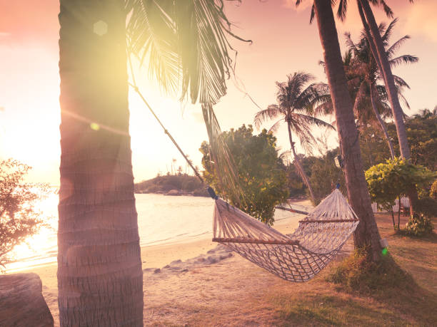 istock Hammock on the shore of a tropical beach at sunset 687426596