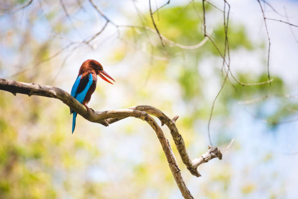 White throated kingfisher restin on a branch with a bright, warm, blurred background. Anuradhapura, Sri Lanka. Landscape orientation