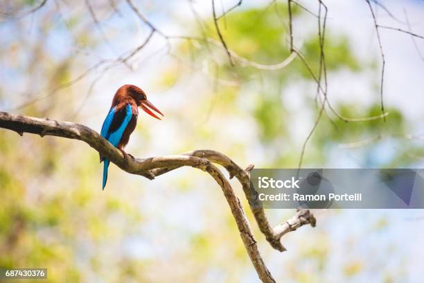 White Throated Kingfisher Restin On A Branch With A Bright Warm Blurred Background Anuradhapura Sri Lanka Landscape Orientation Stock Photo - Download Image Now