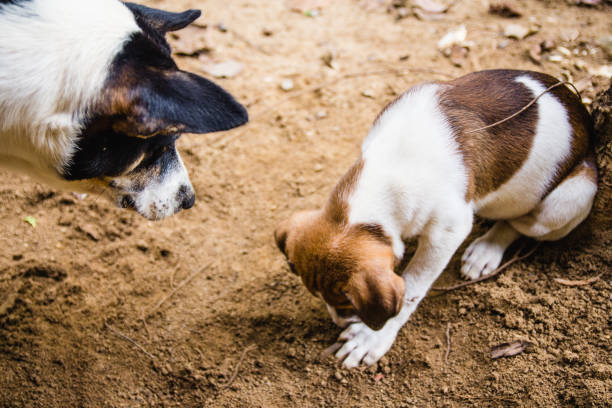 A mother dog watches her puppy (with white and brown fur) playing in the soil stock photo