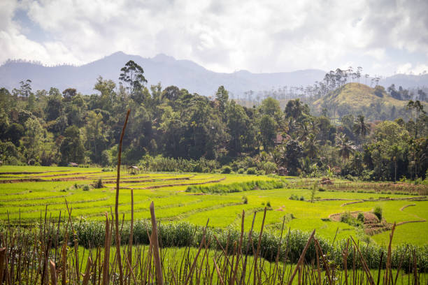 paysage de rizières, de montagnes, de palmiers et de bambous dans les hauts plateaux autour de nuwara eliya et ella, au sri lanka. - ella sri lanka photos et images de collection