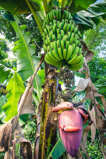 Bananas and banana flower still attached to the tree. stock photo
