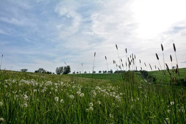 istock Big meadow with many puff's flowers 687437602