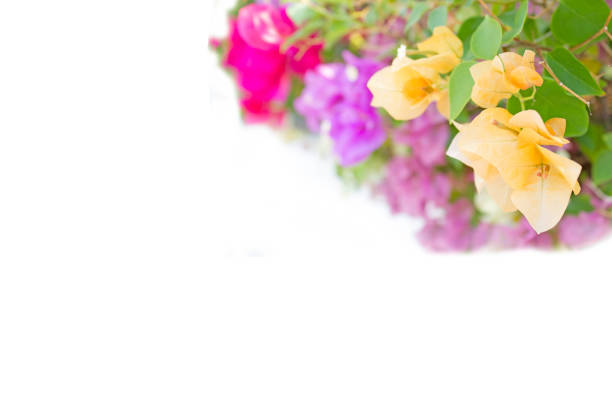 abstract de focused of bougainvillea, paper flowers : for background use